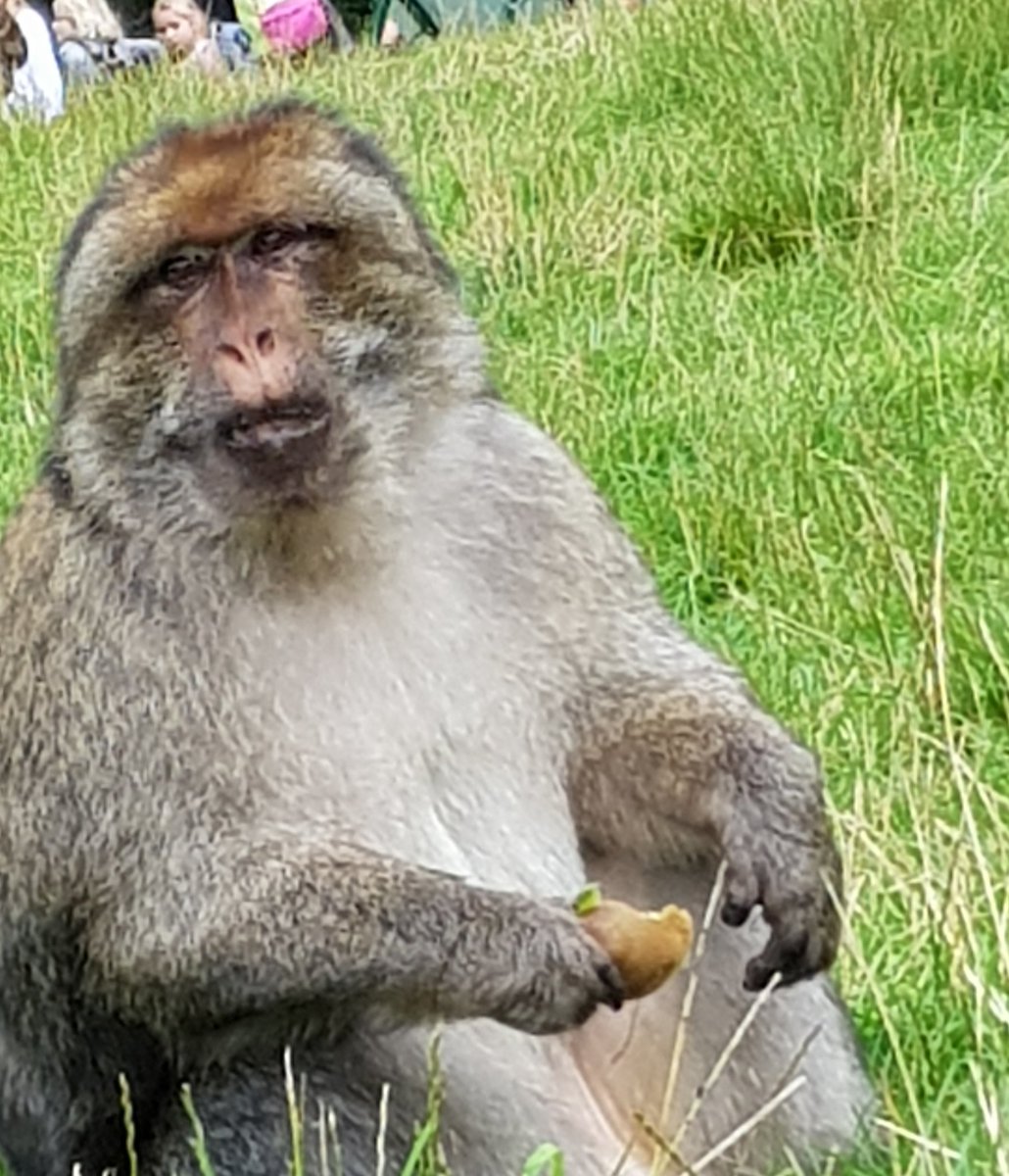 valparton's tweet photo. A lovely day spent with my daughter's at Monkey forest ππ making the most of her π #walkingwithmonkeys #gonebeforeiknowit #noordinaryjob #medicalnext #RAF https://t.co/D0mwlLRPqk