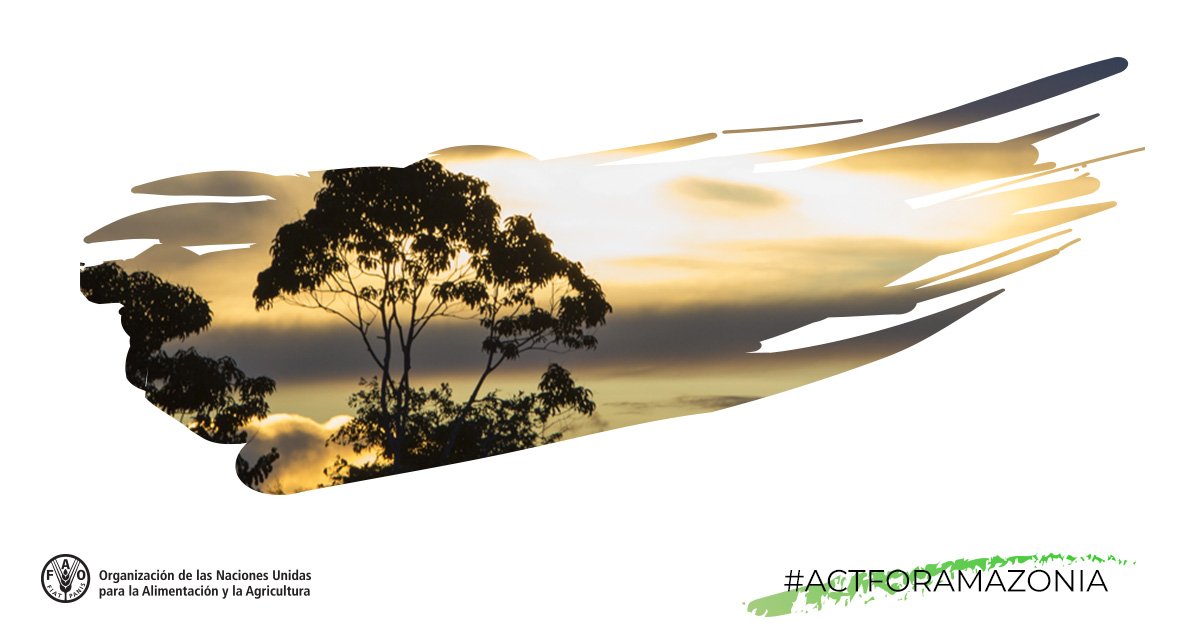 FAOAmericas's tweet photo. 🌳 #SalvemosElAmazonas  🌳
No importa dónde vivamos, el Amazonas nos beneficia de muchas maneras: elimina el dióxido de carbono del aire y purifica el agua. Estos son servicios que damos por sentado, pero sin los cuales nuestro 🌎 cambiaría ❗ https://t.co/fZwwiZ59nS