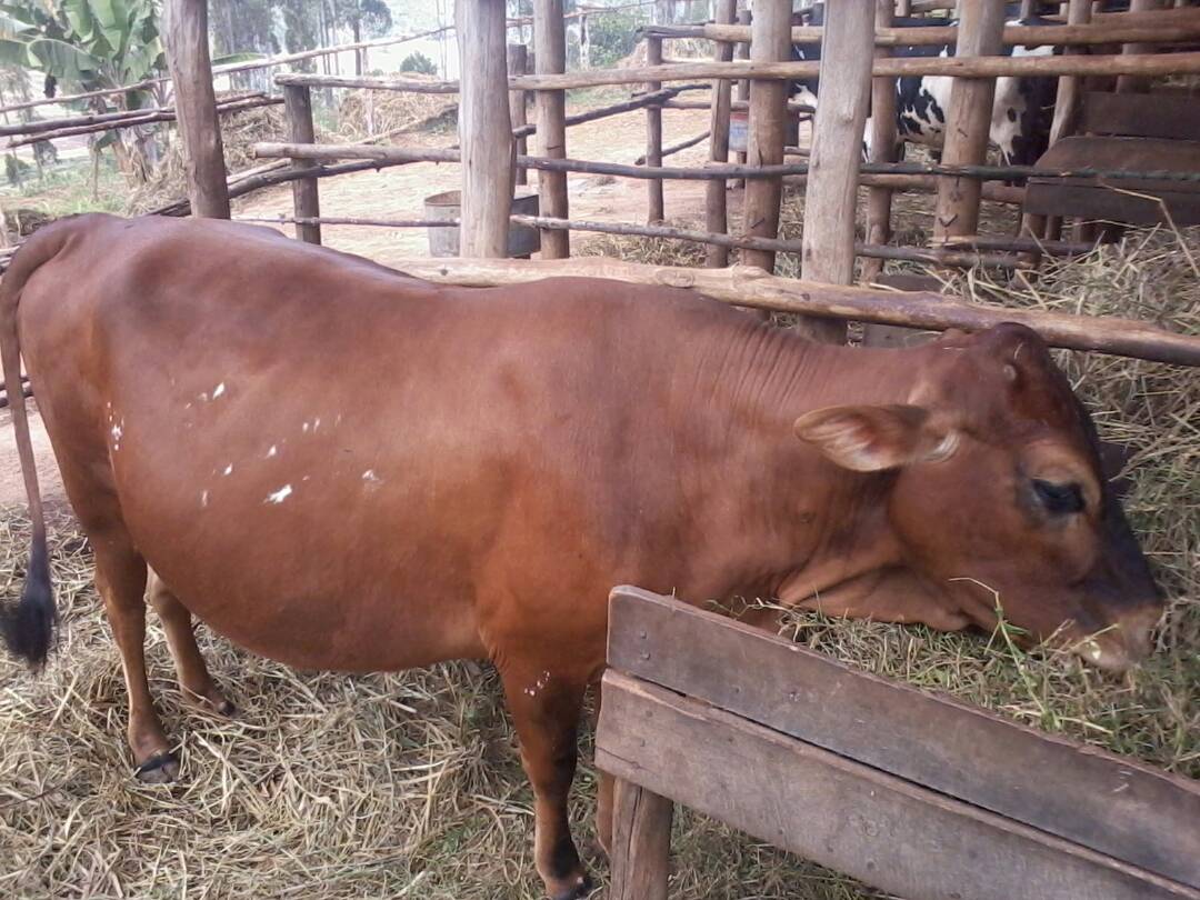 Mukurasector_Huye tweet media