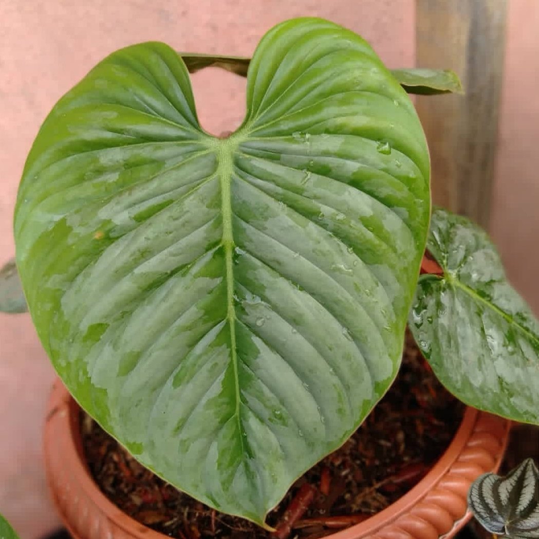 Forsale #apartmentbotanist #philo #philofanatic #wishlistplant #houseplantclub #houseplants #houseplantdiary #urbanjunglebloggers #urbanjungle #urbanjungleblog #iplanteven #plantsmakepeoplehappy  #plantcollection #plantobsessed #moreplantsplease  #plantlover #aroid #philofiend