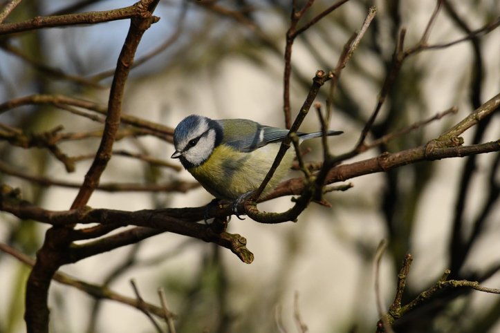GroMorIreland's tweet photo. As August draws to a close &amp; cooler months are on the way, a #tip is to think about your garden wildlife. Clean your bird baths, feeders, tables &amp; increase feeding for birds. If you have your own bird house, for ways to encourage birds in, click here: https://t.co/UNkBqwrxW1 🐦 https://t.co/dvlJoFcMJF