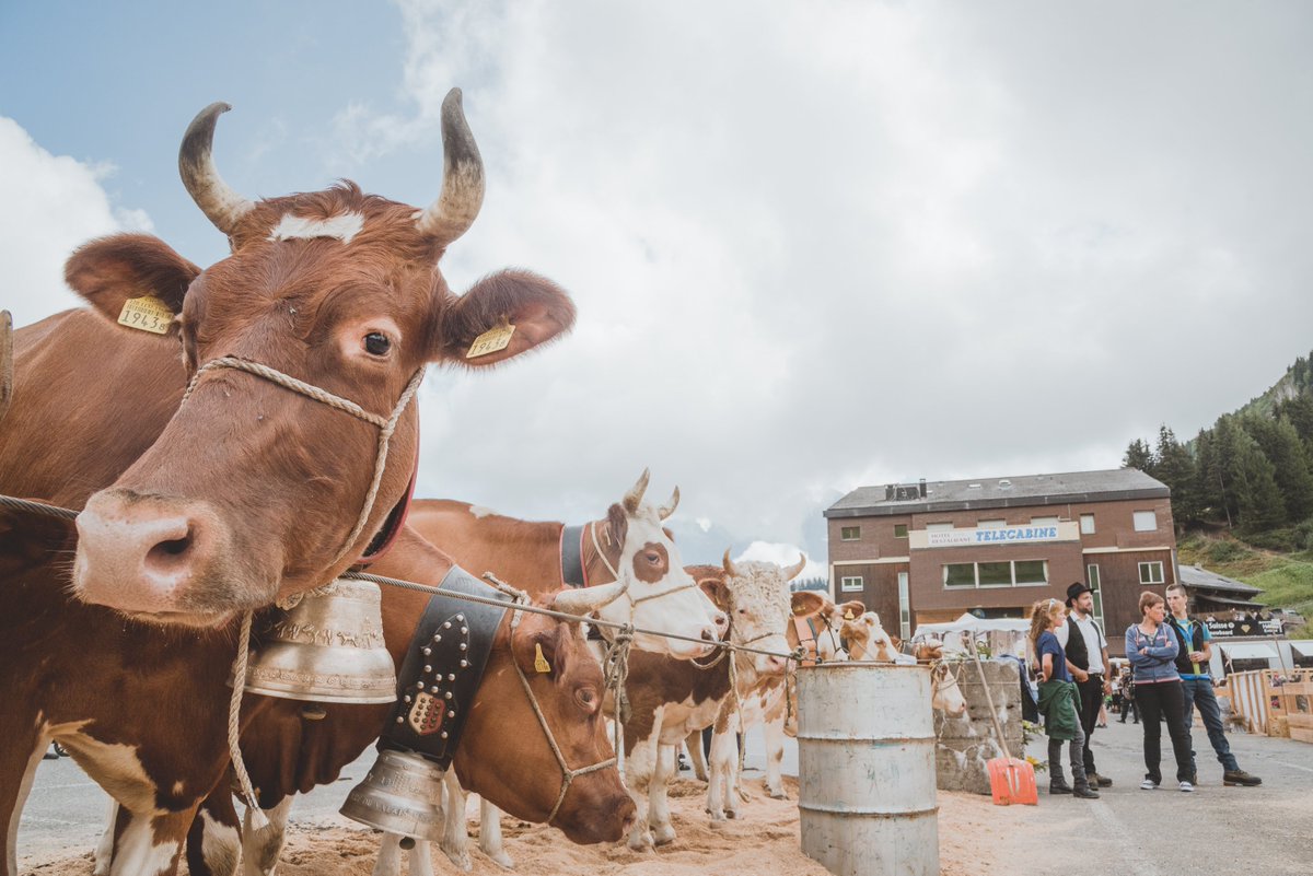 RegDentsDuMidi's tweet photo. On se retrouve ce samedi aux #Crosets pour la 29e édition de la #FoiredeBétail ! 🐮 Tout le programme 👉 https://t.co/DCSl8QkMrg #regiondentsdumidi #portesdusoleil https://t.co/HVhDn0L7Qu