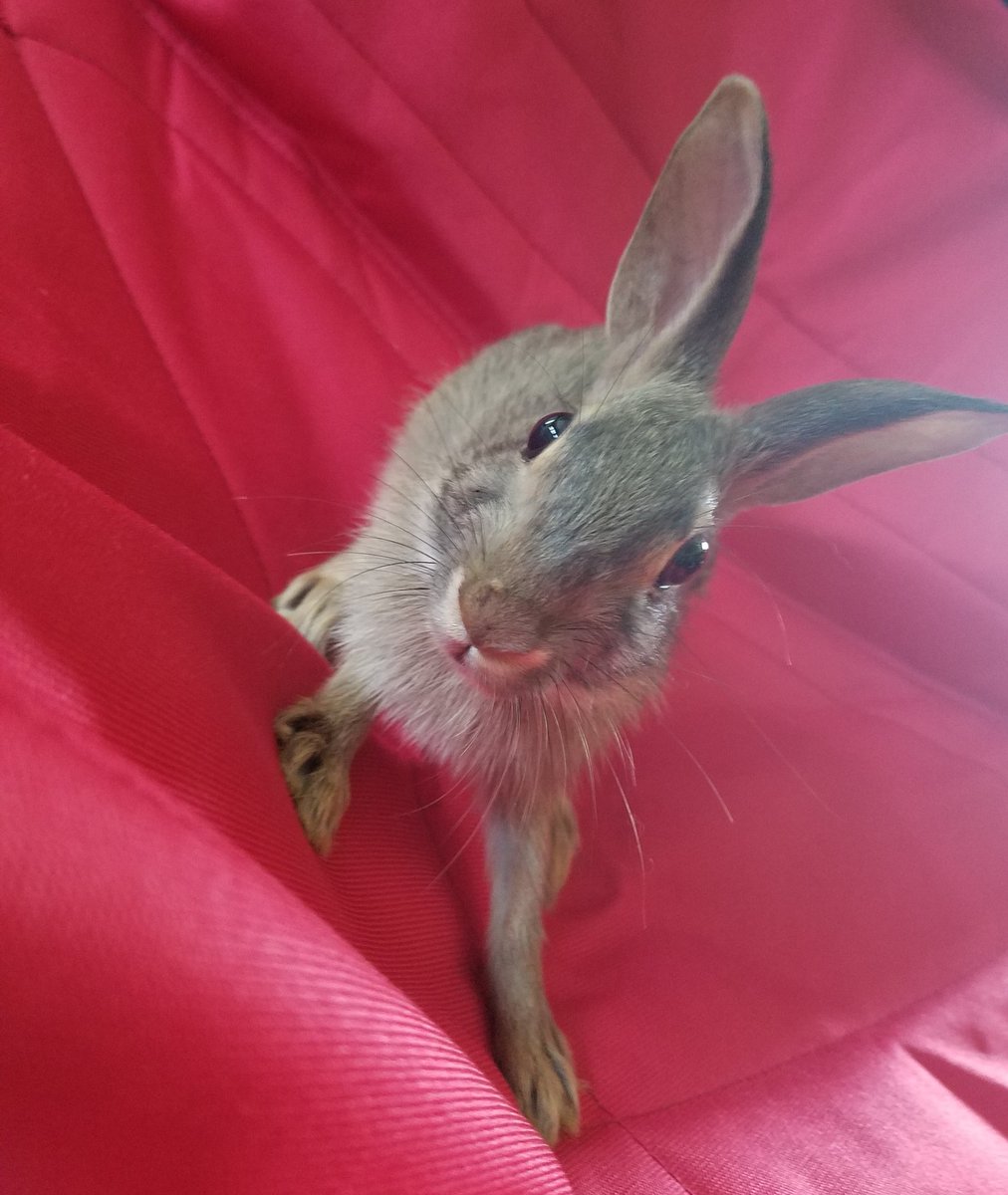 MindyLyn's tweet photo. A dose of cuteness for you all😊🐰
#rubythebunny #bunniesoftwitter #rescue #iloveanimals https://t.co/0u0yuZewlT