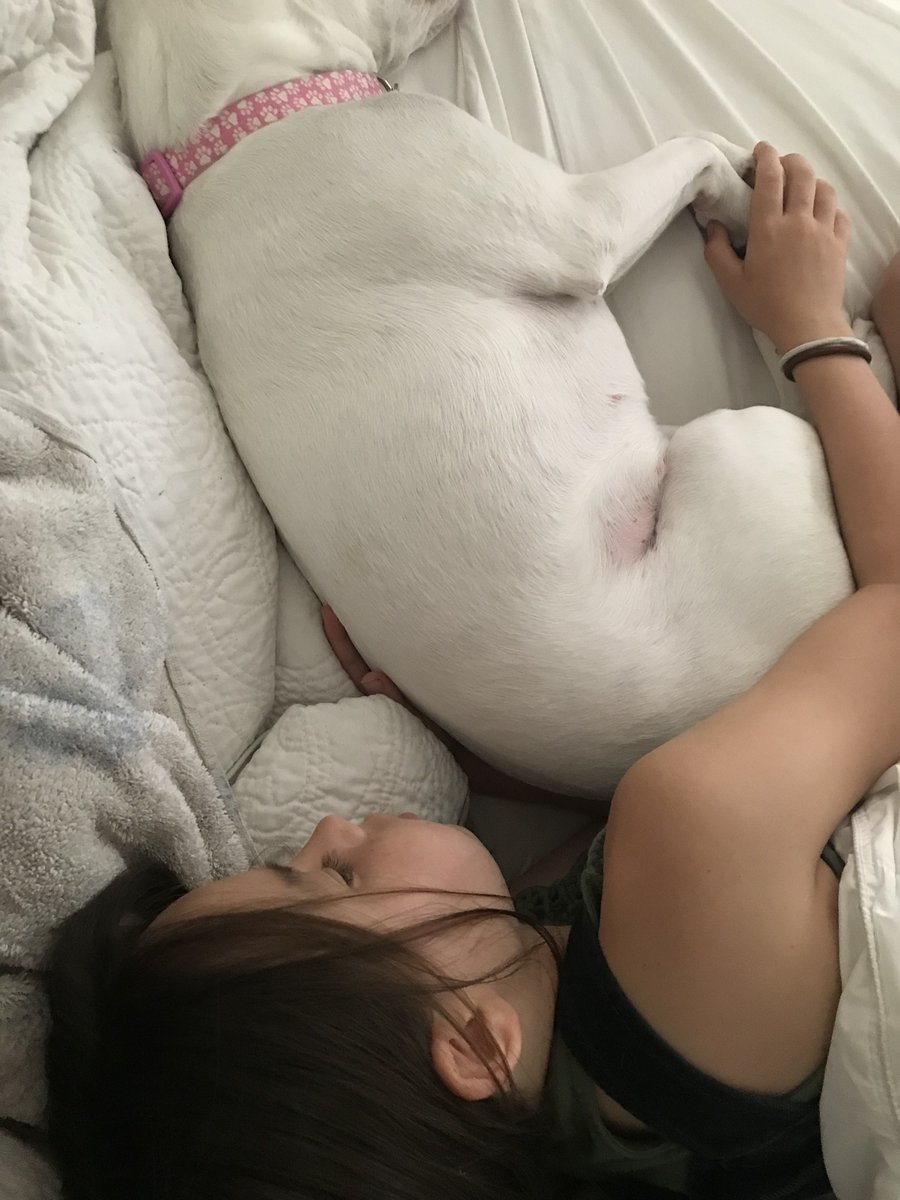 too_licky's tweet photo. TBT...Sunday napping. Hand and paw holding. #truelove
.
.
.
#Sugar #TooLickybook #rescuedog #rescue #adoptadog #dogsarefamily #savealife #doglovers #theirlifematters #adoptdontshop https://t.co/Pf9mTS90Bb https://t.co/T4QoAy2Lnv