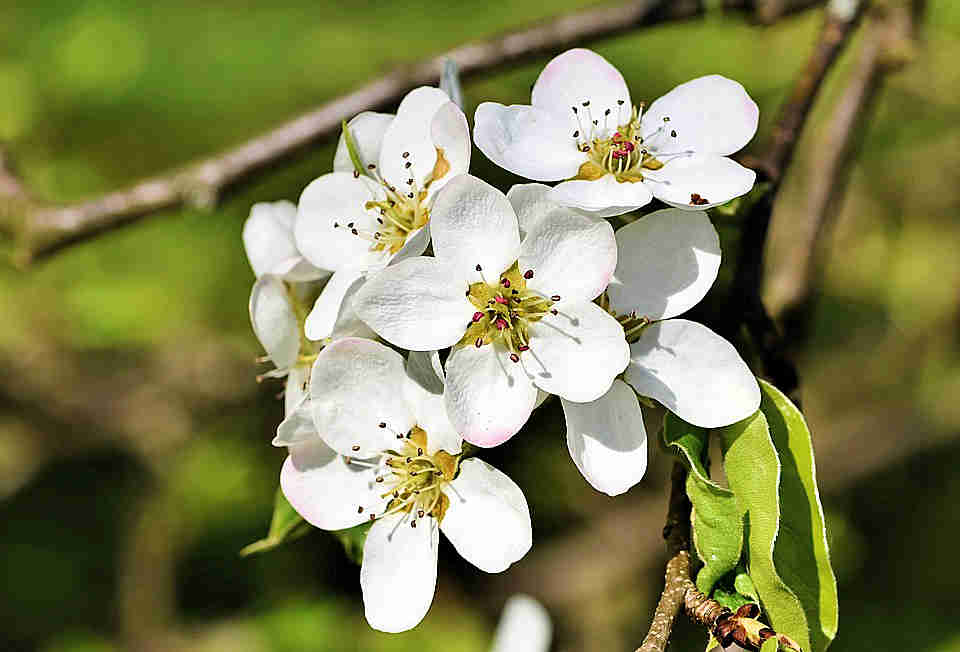 asterbtc's tweet photo. Pear Blossom
Bloom White
#nature https://t.co/YecI1nvsLi