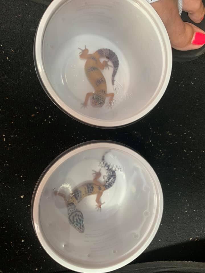 5th grade teachers, Mrs. Hays &amp; Mrs. Fall applied for, &amp; received,  grants from <a href="/PetsinClassroom/">Pets in a Classroom</a>. With these grants, they got 2 leopard geckos and their habitats for their classrooms. They are so excited to share Leo and Dart with the kids this year!!
