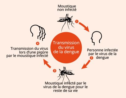 Ongplusdevie's tweet image. La dengue est une maladie virale transmise par les moustiques qui s’est propagée rapidement dans toutes les Régions de l’OMS ces dernières années. Le virus se transmet à l’homme par la piqûre des femelles infectées de moustiques, principalement de l’espèce Aedes aegypti, #oms