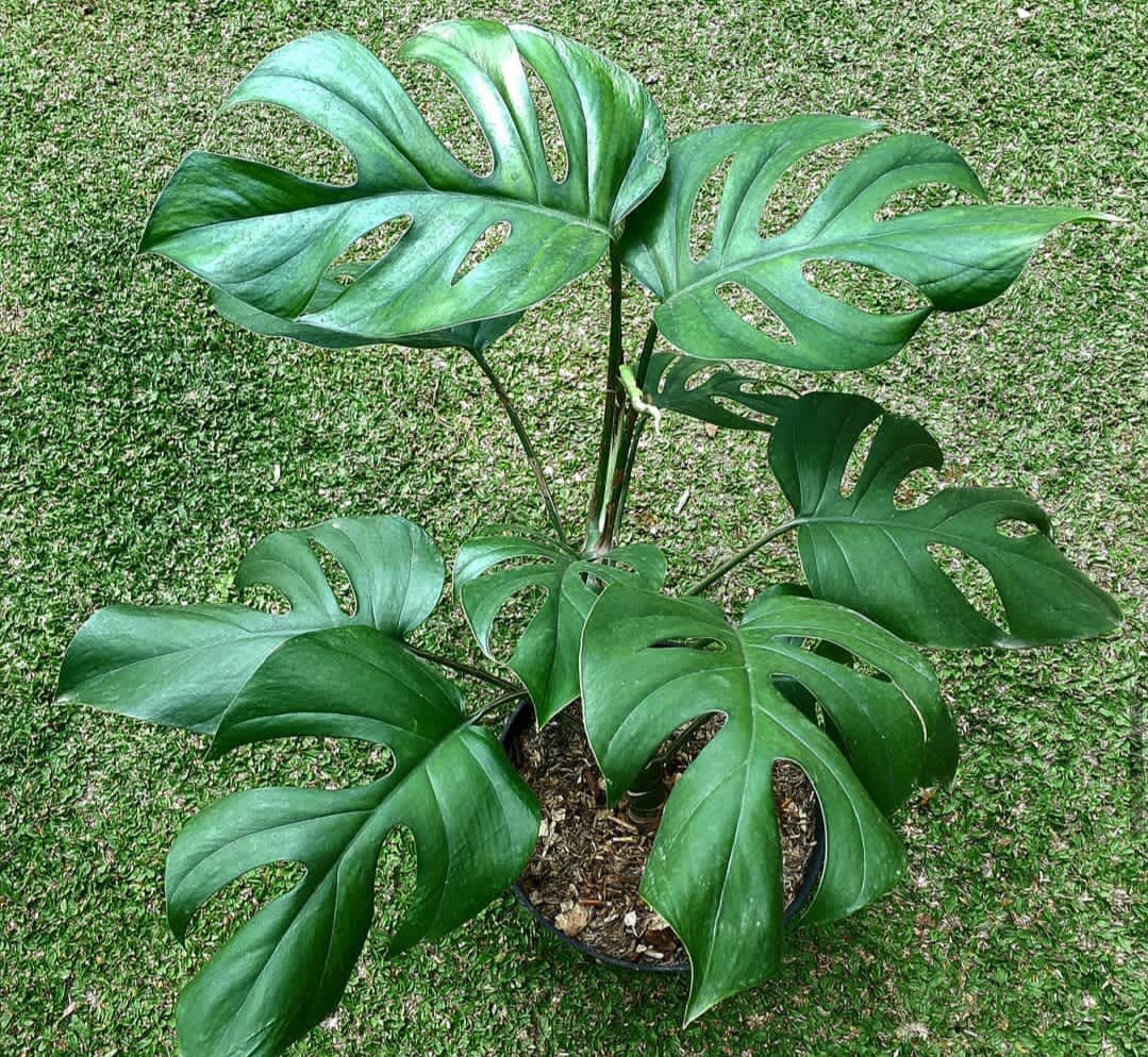 CvFlora's tweet photo. #botanical #botanicalgardens #indoorplants #plantsmakepeoplehappy #houseplants #newleaf #plants #plantsofinstagram #plantlover #plantlove #plantaddict #gogreen #house_plant_community #green #greenlovers #greenlove #lovegreen #iloveplants #instaplants #plantnerd #plantaddiction https://t.co/cowTDadOvD