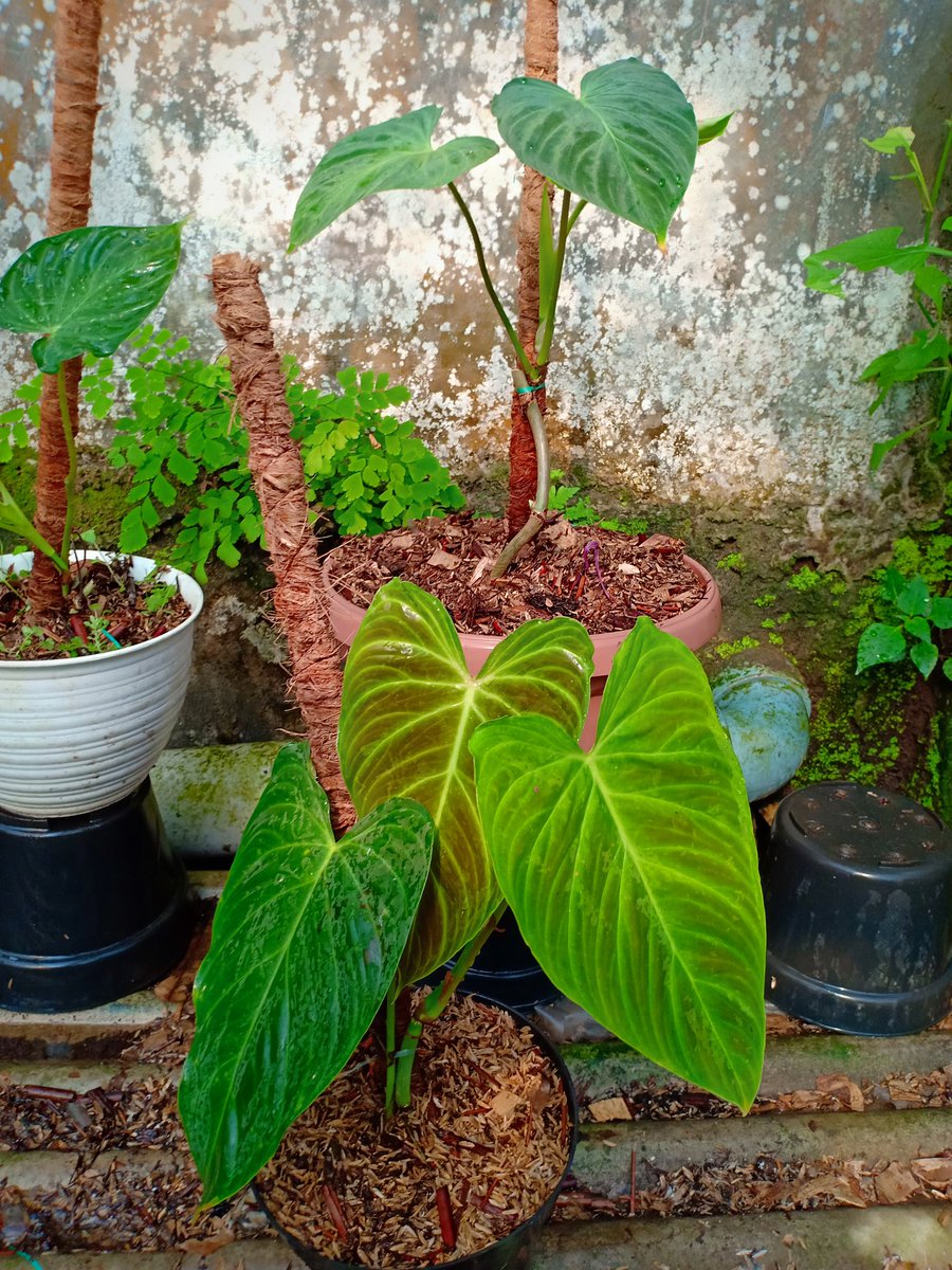 CvFlora's tweet photo. #botanical #botanicalgardens #indoorplants #plantsmakepeoplehappy #houseplants #newleaf #plants #plantsofinstagram #plantlover #plantlove #plantaddict #gogreen #house_plant_community #green #greenlovers #greenlove #lovegreen #iloveplants #instaplants #plantnerd #plantaddiction https://t.co/cowTDadOvD