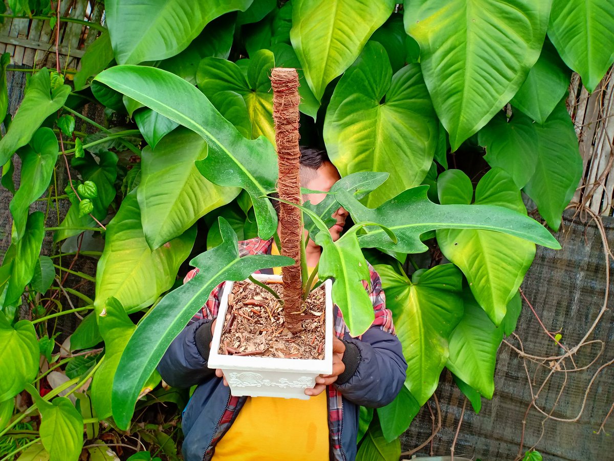 CvFlora's tweet photo. #botanical #botanicalgardens #indoorplants #plantsmakepeoplehappy #houseplants #newleaf #plants #plantsofinstagram #plantlover #plantlove #plantaddict #gogreen #house_plant_community #green #greenlovers #greenlove #lovegreen #iloveplants #instaplants #plantnerd #plantaddiction https://t.co/cQoDGJh4PX
