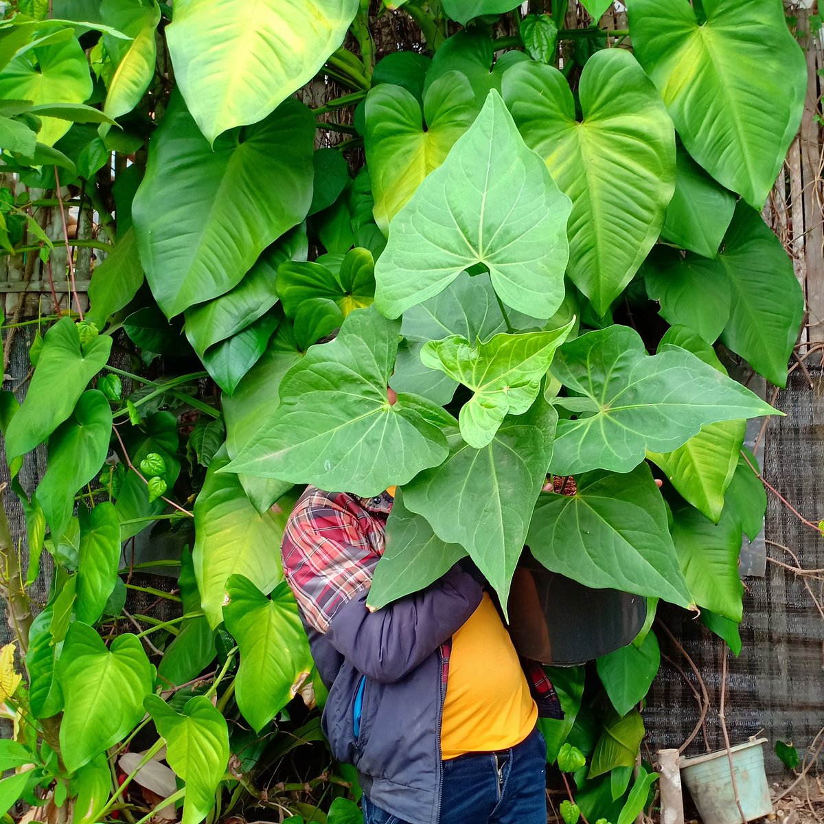 CvFlora's tweet photo. https://t.co/vLmZZujXsc #philodendron #philofanatic #wishlistplant #houseplantclub #houseplants #houseplantdiary #urbanjunglebloggers #urbanjungle #urbanjungleblog #iplanteven #plantsmakepeoplehappy #plantgram #plantstagram #plantcollection #plantobsessed #moreplantsplease #philo https://t.co/MCe8JtUnaz