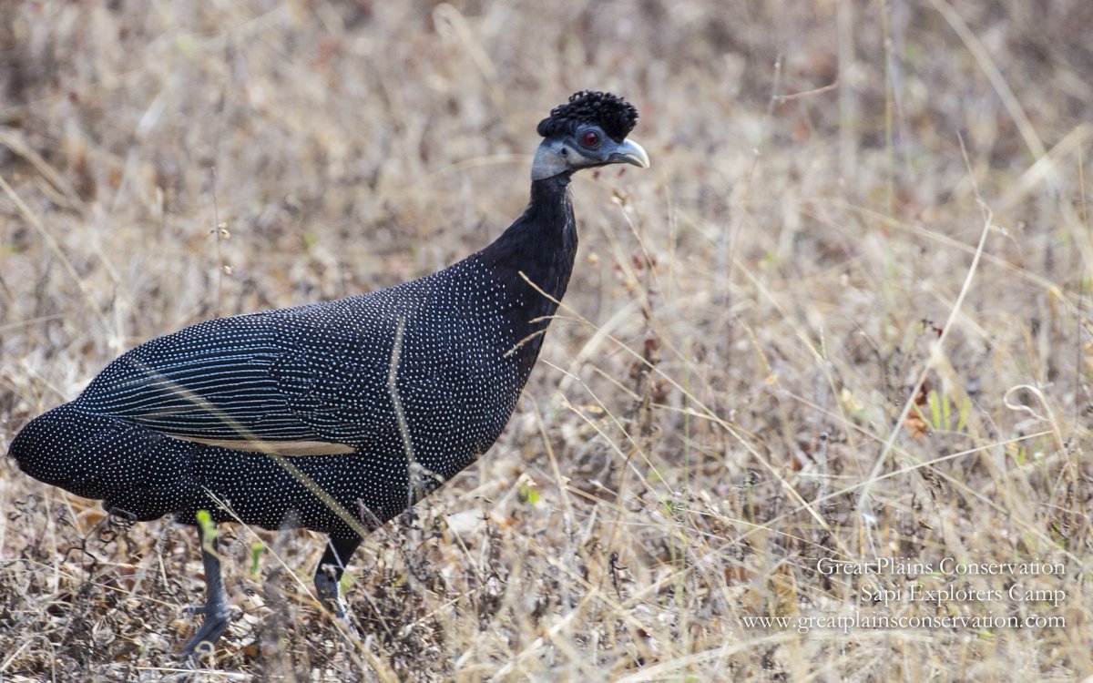 GreatPlainsCons's tweet photo. Sapi Explorers - home to the most stylish of guineafowl!
#SapiExplorers #Zimbabwesafari #birdingZimbabwe #Crestedguineafowl #besthairdo https://t.co/ZmFqT7XDGU