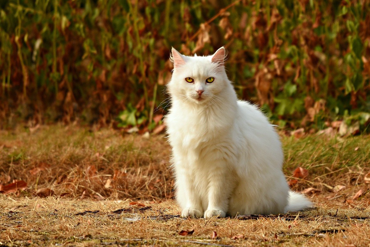 Only Natural Pet tweet media