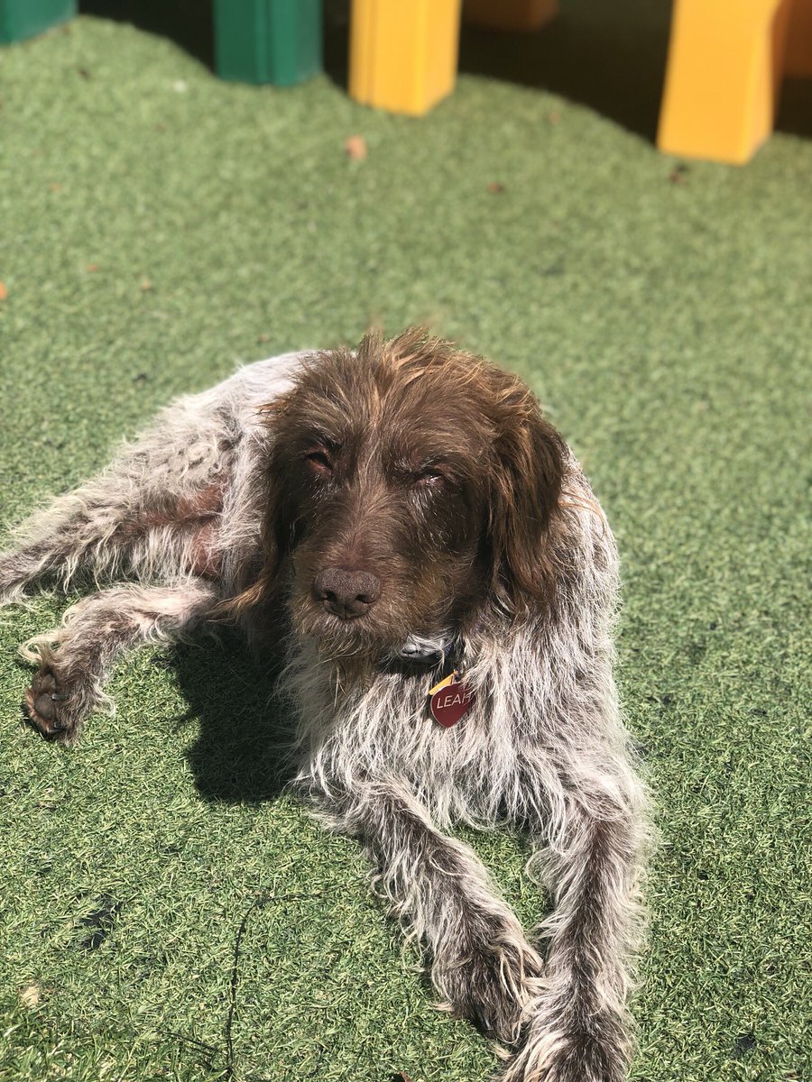 CBWCommerceMI's tweet photo. We are having a pawtastic Thursday! 💗🐾🐶 #CampBowWowCommerce #dogsoftwitter #Doggust2019 #campbowwow https://t.co/AqEH5uodqW