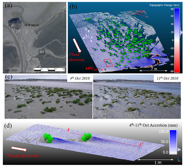 New paper out: Marjoribanks et al., Flexural Rigidity and Shoot Reconfiguration Determine Wake Length Behind Saltmarsh Vegetation Patches
agupubs.onlinelibrary.wiley.com/doi/10.1029/20…