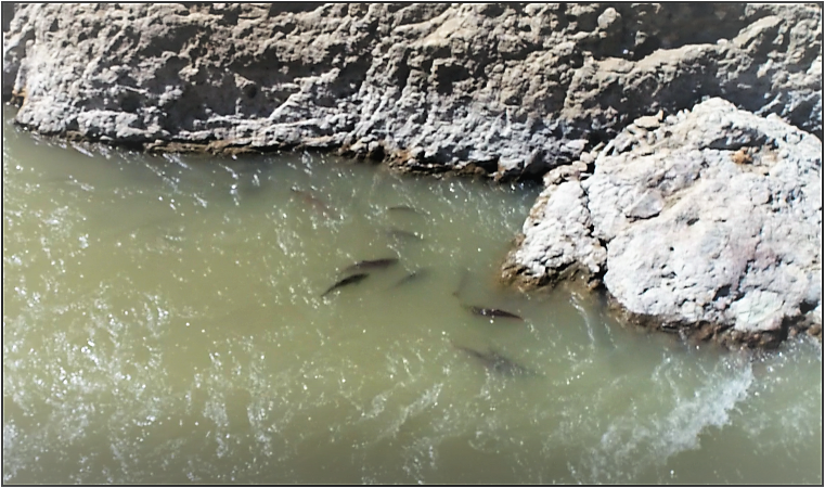 DFO_Pacific's tweet photo. #BigBarLandslide Update: A limited number of #Chinook salmon are using the fish passage to migrate naturally past the landslide area. https://t.co/sSAde4up6b https://t.co/hDe7Z9lBAF
