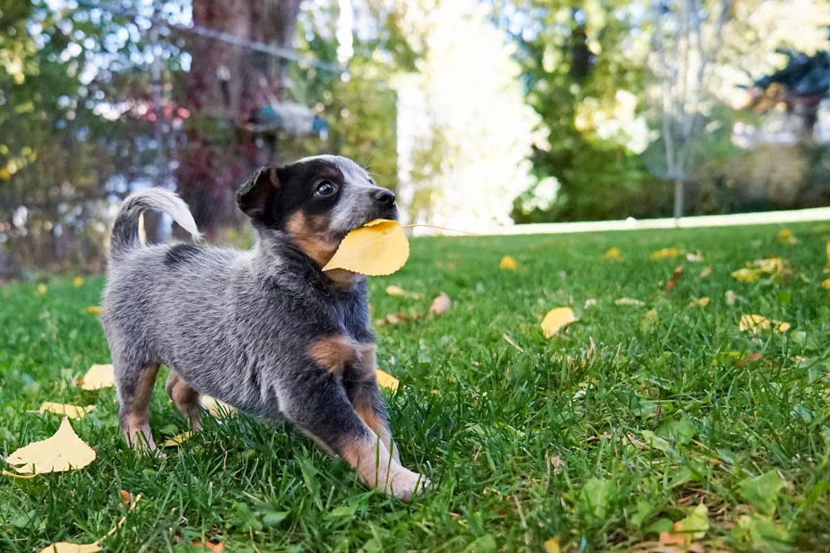 Southern__Scape's tweet photo. We're Southern Scape. We love what we do. And we love dogs. (And cats. And chickens. And hamsters. And emus. And ducks. And koi fish.) We'll design a gorgeous backyard the ENTIRE family can enjoy.
#AnimalKingdom #BackyardZen #LandscapeDesign #Hardscapes #Fences #KoiPond https://t.co/Kpo9shK47b