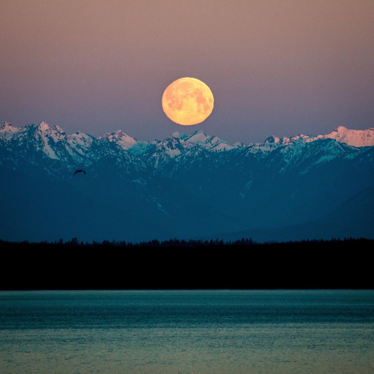 gorgeous_pix's tweet photo. Full moon setting over the Olympic Mountains at sunrise. From u/navidj on /r/mostbeautiful #fullmoonsetting #olympicmountains #sunrise #mostbeautiful https://t.co/t2mXZlo2tN
