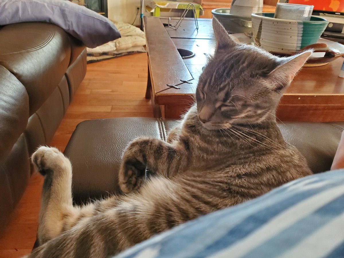 McCormickCp's tweet photo. Most of the time this thing is attacking my 90lb Boxer....and owning him. One of the only times I actually like her. #cat https://t.co/Xyi562QoYY