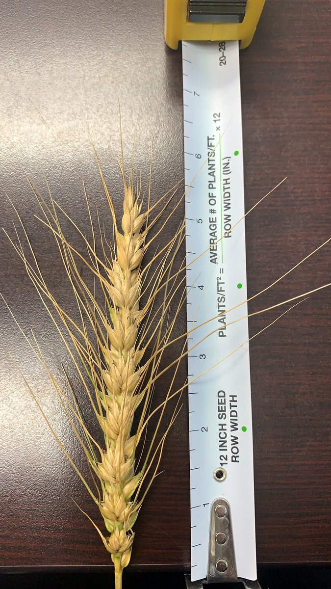 skyebritni6's tweet photo. Local grower just dropped off this head of #AACBrandon for the “AAC Brandon 10-Row Challenge.” 🌾 Check out @PrecisionAg1’s post on how you can win 100bu of professionally treated Brandon for #plant20. ✅ https://t.co/UqdbqEPupi