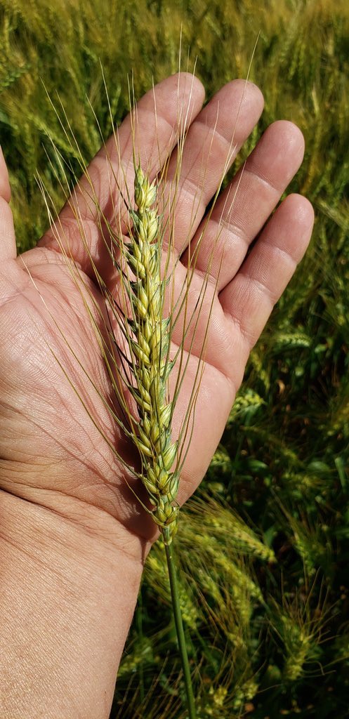 skyebritni6's tweet photo. Local grower just dropped off this head of #AACBrandon for the “AAC Brandon 10-Row Challenge.” 🌾 Check out @PrecisionAg1’s post on how you can win 100bu of professionally treated Brandon for #plant20. ✅ https://t.co/UqdbqEPupi