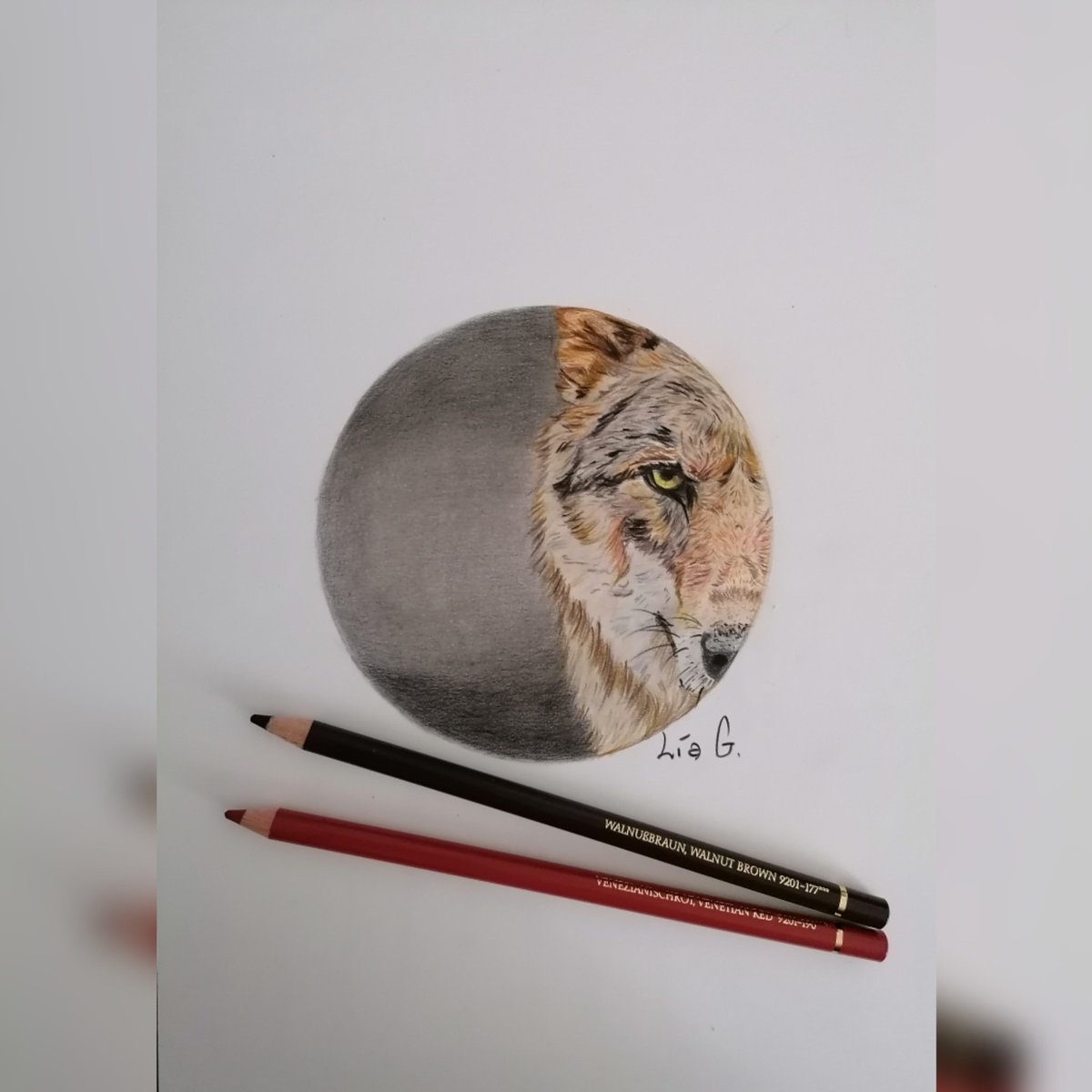 Lobo
#art #artist #pencildrawing #pencil#ilustracion #ilustracion #illustration #policromosfabercastell #fabercastell