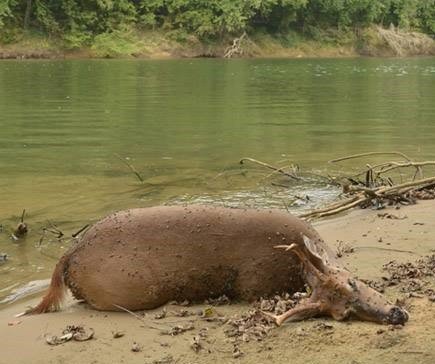 kyfishwildlife's tweet photo. We have confirmed hemorrhagic disease in one deer in Graves County and are testing others.

Help our monitoring efforts by reporting your observations of sick or dead deer at: https://t.co/9aD4zXt6q9.

For more information: https://t.co/tO7eOdy0n0 https://t.co/B99HsRZByq