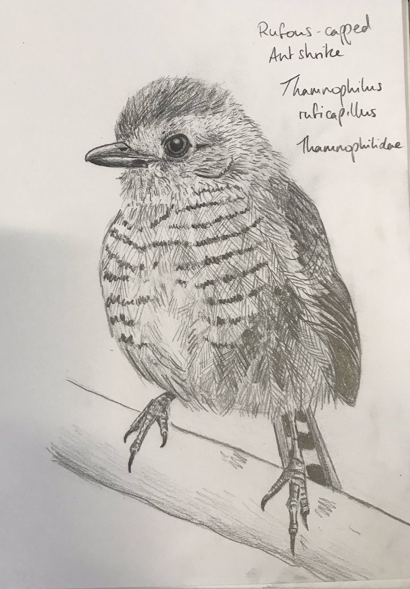 Antbirds Hashtag On Twitter - 