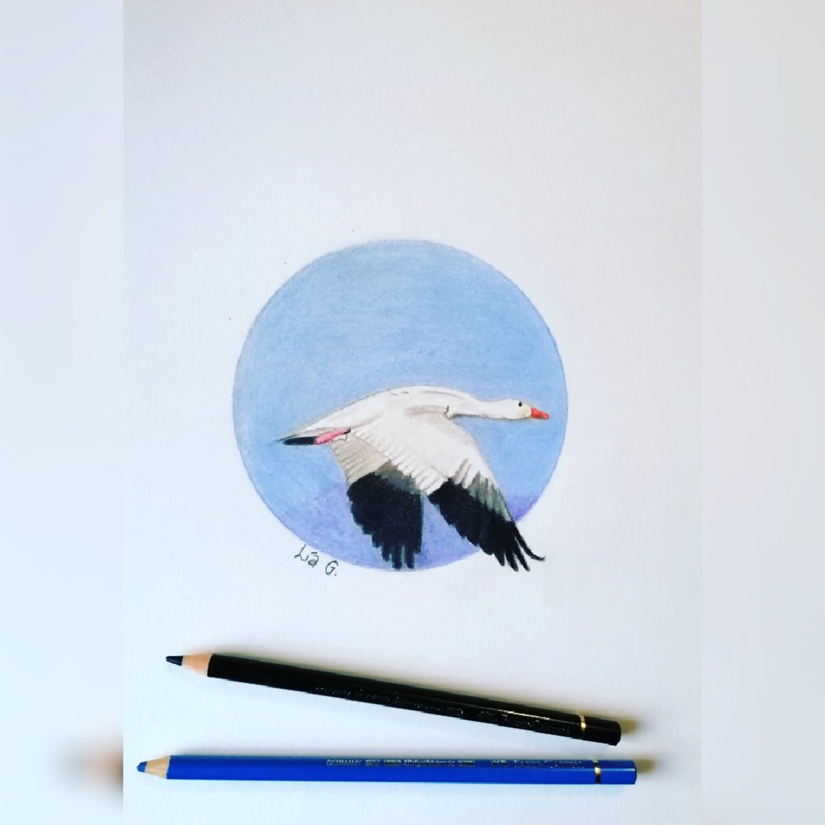 Vuela alto...
#arte #art #artist #pencildrawing #pencil#ilustracion #ilustracion#illustration #fabercastell
