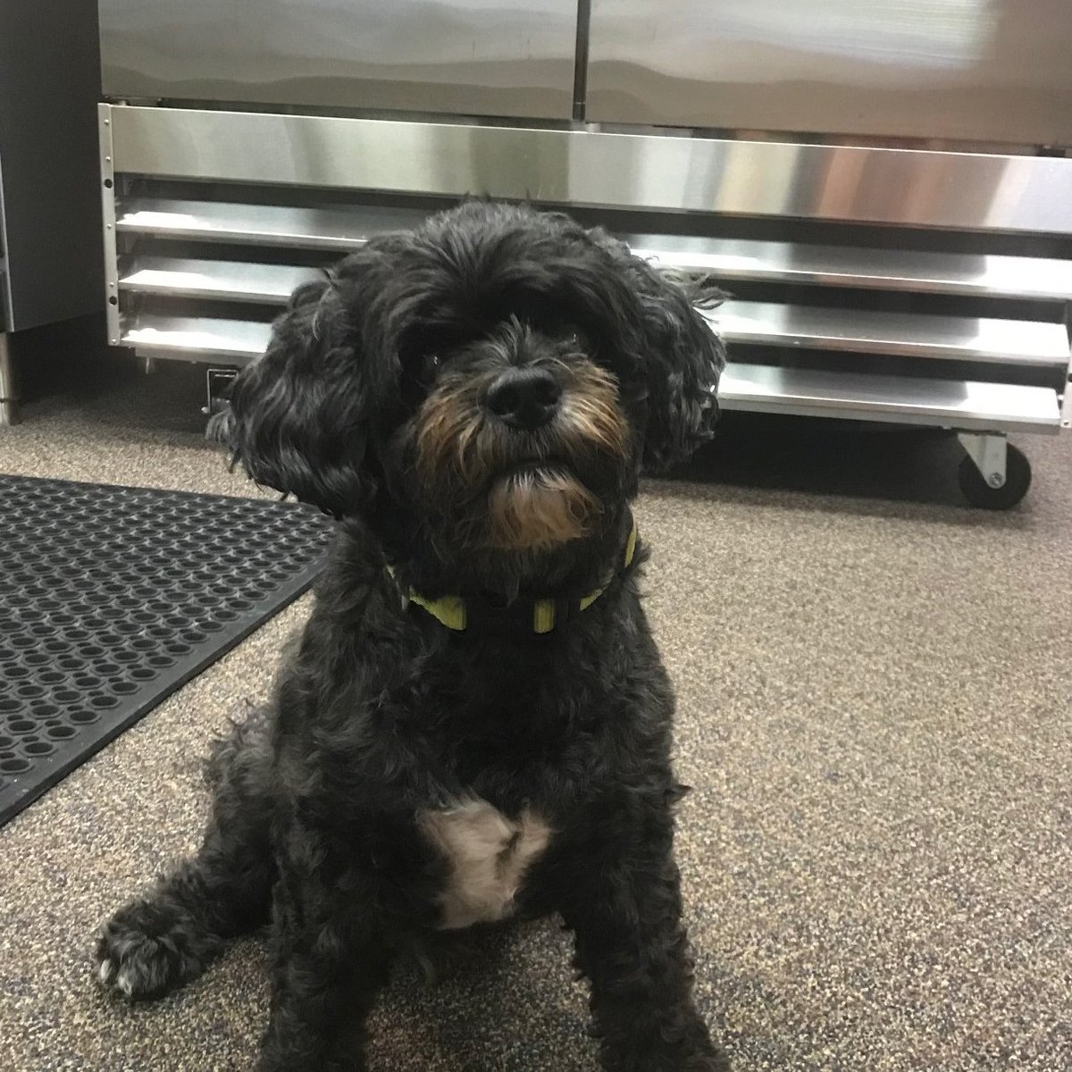Our favorite coworker Guinness was in the office today #Guinness #OfficeDog