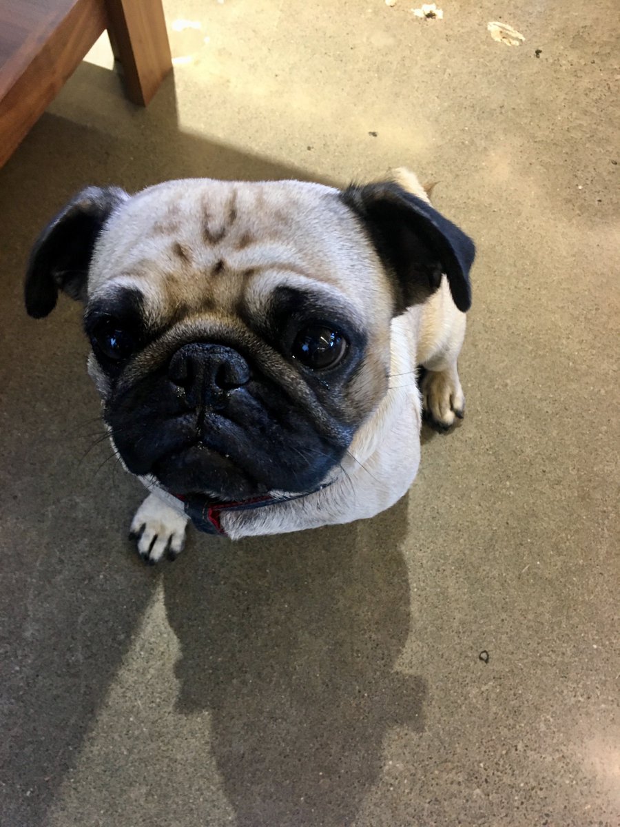 catena consulting engineers tweet media