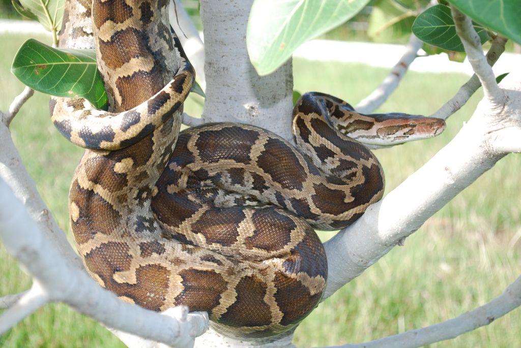 TigerSafariInd's tweet image. #Didyouknow that some herpetologists believe that constricting snakes, like the #Indianpython, once walked on legs? #Pythons have pelvic bones that connect to leg bones, called spurs. #Indianpythons don’t use their spurs to walk anymore but they do use them while breeding.