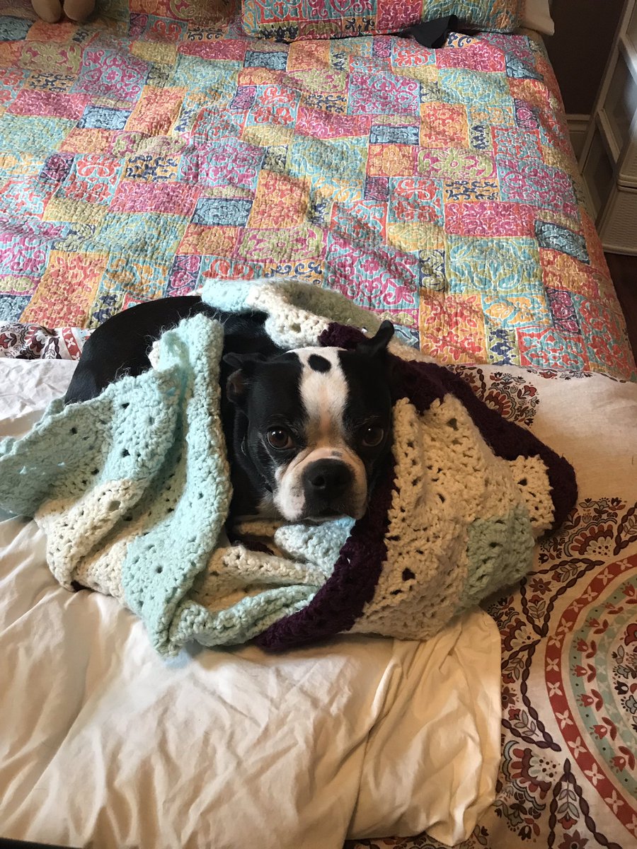 Fifteen minutes ago, I carefully folded my knit blanket and hung it over the footboard. Just came into the bedroom to find this. 
.
.
#dogs #dogsofinstagram #bostonterrier #bostonterriersofig #whyicanthavenicethings