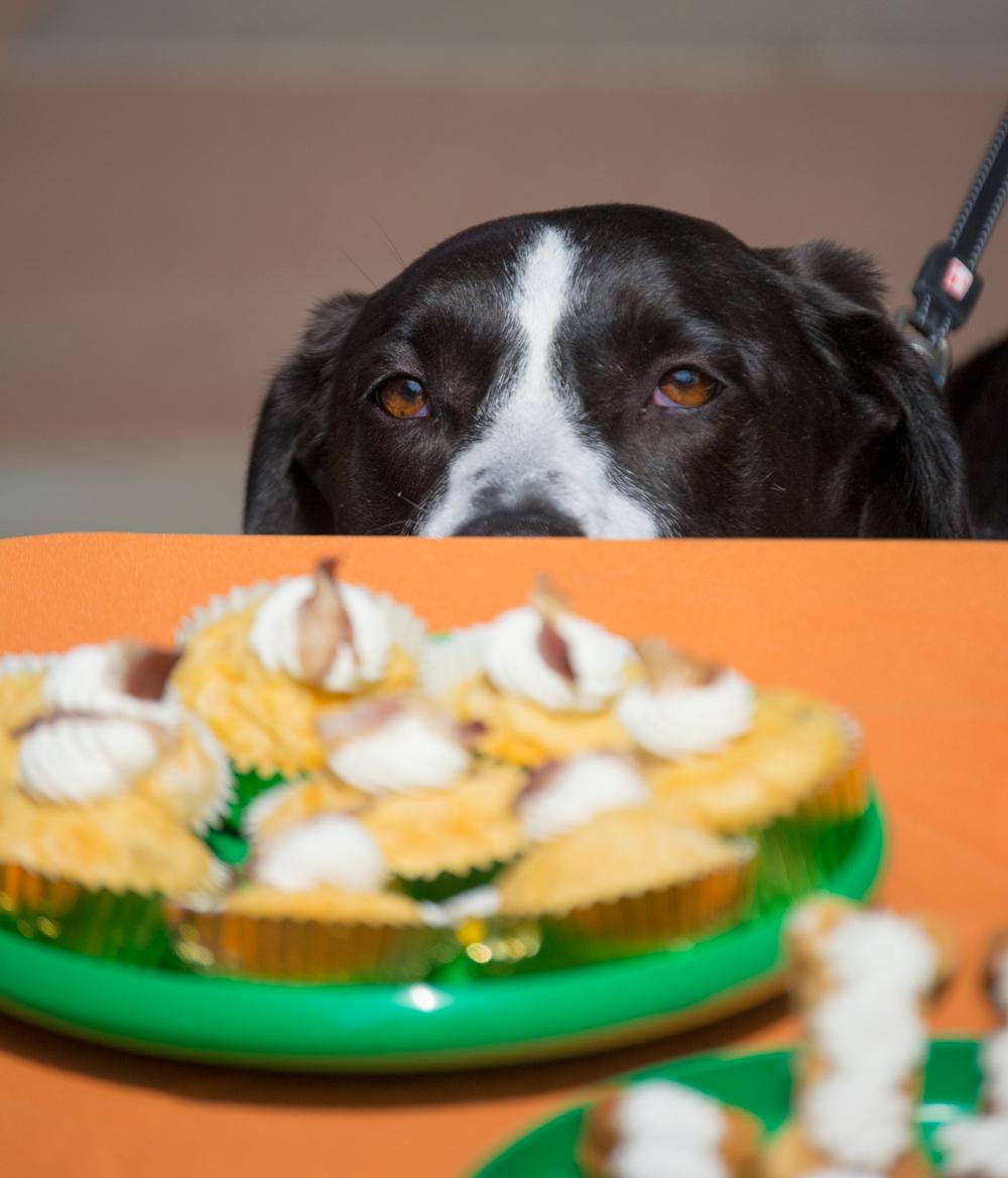 verityseattle's tweet image. Another #DogDaysofWallingford is in the books! Our resident pet poet wrote personalized poems, we gave away dog toys from @atbpetcare &amp;amp; Forgotten Angels #DogRescue brought Mr. Beefy &amp;amp; Bubba to join us. We had a fantastic day &amp;amp; loved meeting so many furry friends! #DogsofSeattle