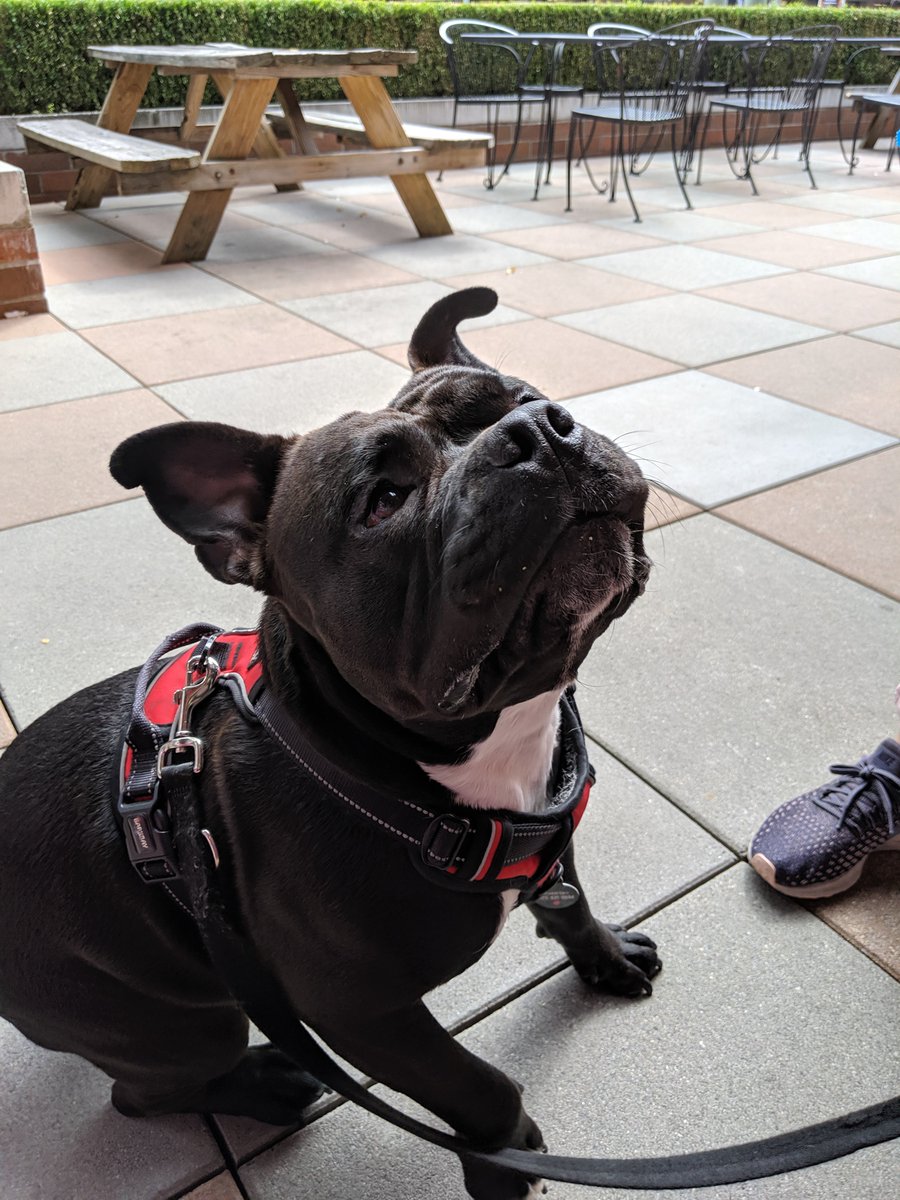 verityseattle's tweet image. Another #DogDaysofWallingford is in the books! Our resident pet poet wrote personalized poems, we gave away dog toys from @atbpetcare &amp;amp; Forgotten Angels #DogRescue brought Mr. Beefy &amp;amp; Bubba to join us. We had a fantastic day &amp;amp; loved meeting so many furry friends! #DogsofSeattle