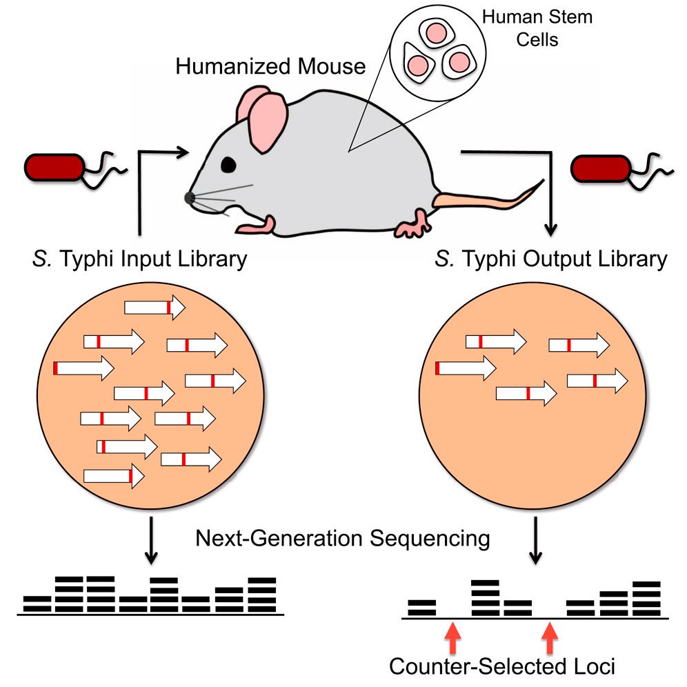 cellhostmicrobe's tweet photo. Unlocking the secrets of #Salmonella Typhi virulence: Genome-wide screen identifies genes required for #STyphi virulence in humanized mice & reveals key differences between #STyphimurium and S. Typhi pathogenesis. https://t.co/MFpvKJE55v https://t.co/swF09uKCF9