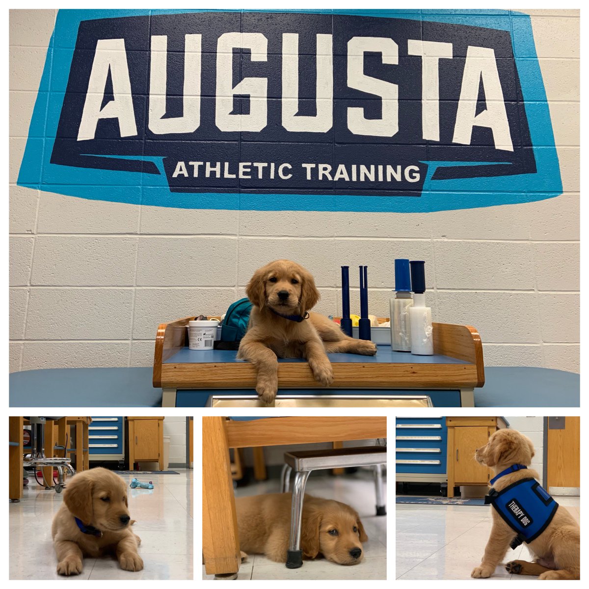 AugustaJags's tweet photo. Meet Loch The Therapy Dog - our newest friend and staff member with the @AugustaJags

STAFF DIRECTORY:
https://t.co/DuYcR31X6q https://t.co/JTPw4naqRG
