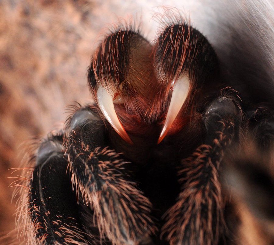 BigBangSciCom's tweet photo. Les crochets d'une #mygale

Crédits : ?

#animals #naturelovers #animaux #science #wildlife #nature #spiders #tarentula https://t.co/JlNeqmSpUh