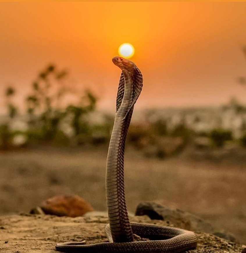 Riadh Fatnassi (@riadhfatnassi3) on Twitter photo 