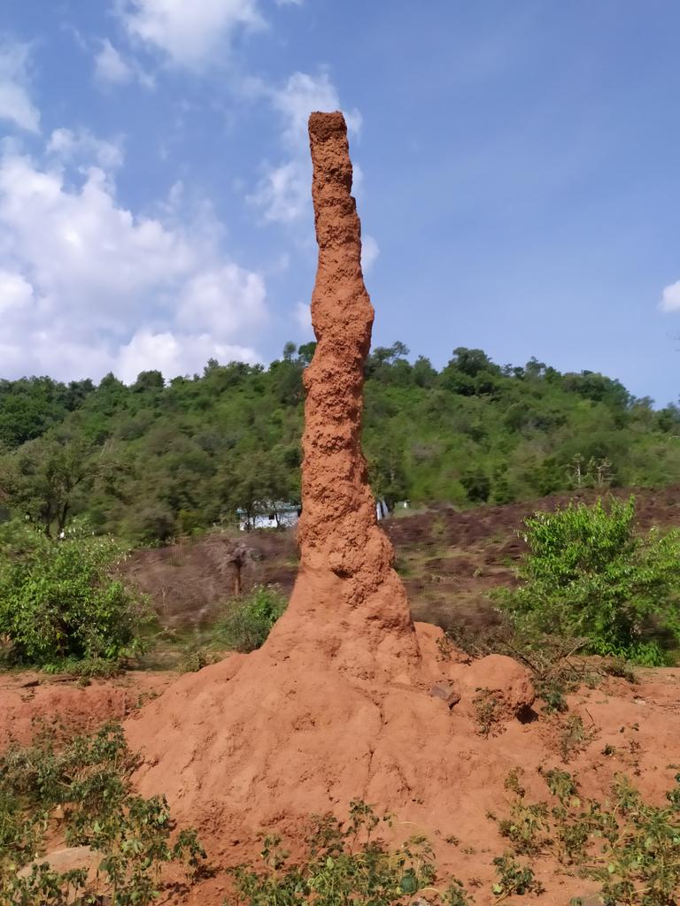 Kenyan Facts On Twitter Ant Hills Are Just A Marvel This Was A Particularly Tall One In Barwessa In Baringo County