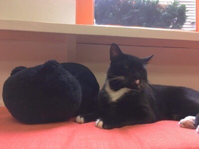 MewHaven's tweet image. Some people see cats in the windows, but they're really just a cat pillow! Chuckles (already adopted!) is not amused. "That's not a cat." 😹

#mewhaven #catpillow #tbt