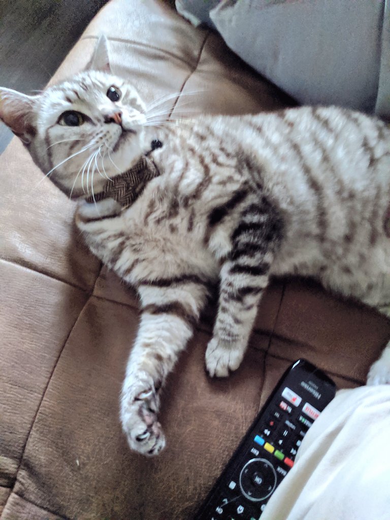 ItsPolkadottie's tweet photo. "aahhh father's seat... My new favorite..." Oh @LukePCater I think the Princess has started her downstairs migration pretty boldly. #CatsOfTwitter #silvertabby #CutenessOverload #dapperlady https://t.co/qB8dpx0yWR