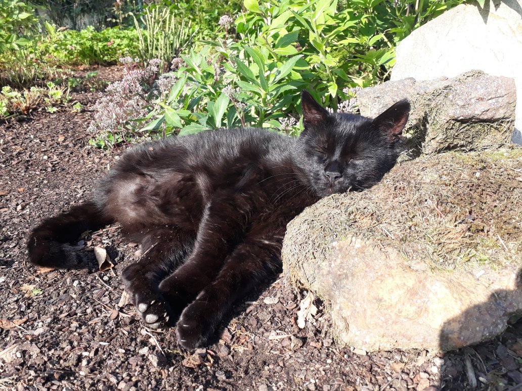 sti_project's tweet photo. Ich bei der Gartenarbeit. Unser Kater #Trizi bei der Supervision. 

#cat #Katze #Garten #Faultier https://t.co/hSGcIKoq53