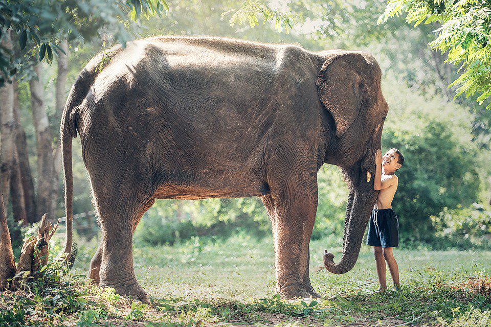 vfaes_org's tweet photo. Researchers have proven that elephants can recognize differences between human languages. They can even distinguish between age groups and the sex of the person speaking!
#intelligentcreatures #gentlegiants #VFAES #savetheelephants #themoreyouknow https://t.co/CYMX0fnzb4