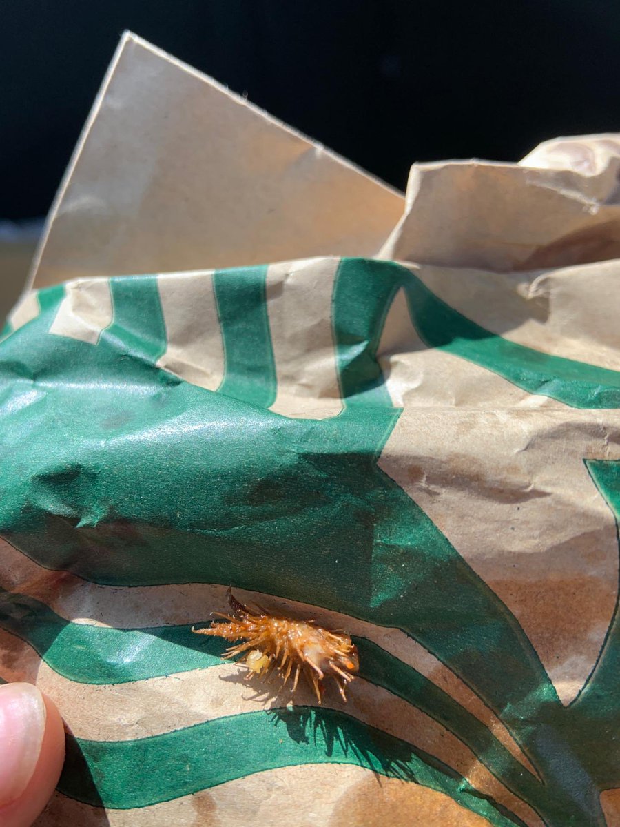 Kan iemand mij misschien vertellen wa dit is? Vind da inu broodje chipotle seg <a href="/Starbucks/">Starbucks</a>
