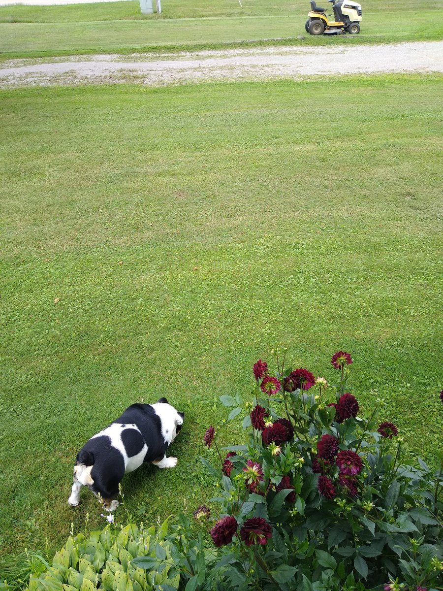 MelbaTo78923731's tweet photo. Hissy fit cuz mower out of place.. #BulldogProbs https://t.co/nTrX60HcFj