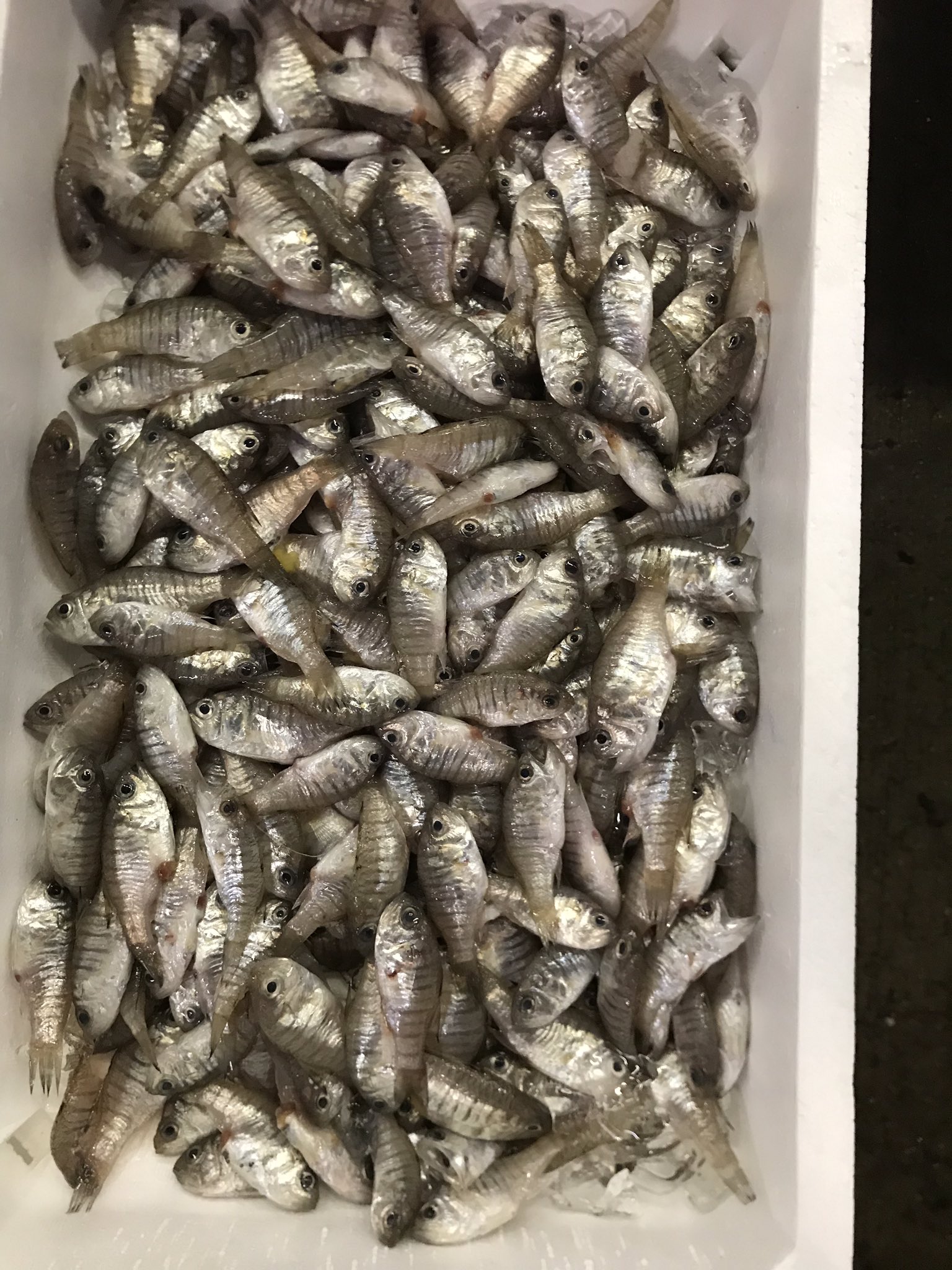 吉井鮮魚 愛媛県伊予市の魚屋 イシモチ メブト の唐揚げ おはようございます 朝４時からの男 よっしーです 昨日は余ったイシモチで唐揚げを作りました 普段は手間なのでやりませんが ここから南蛮漬けにすると