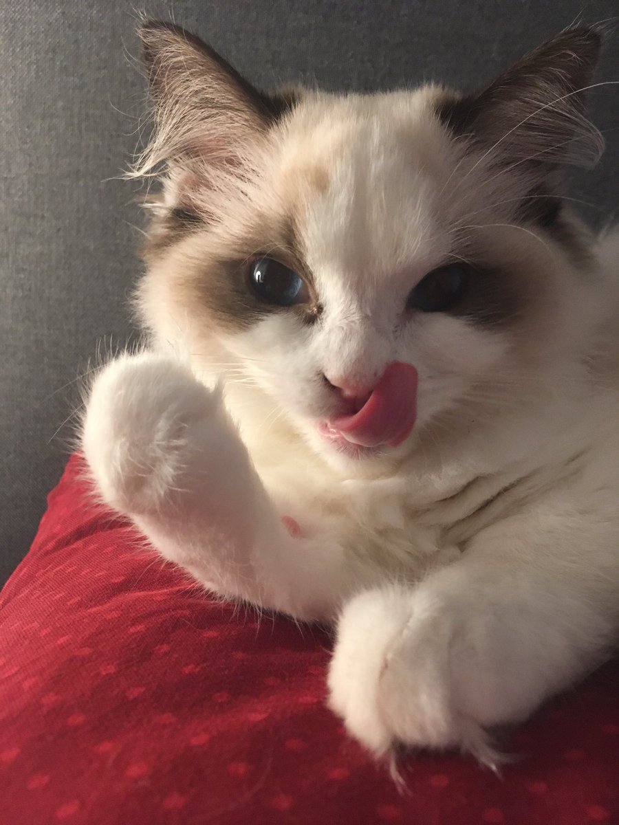 LolTrine's tweet photo. just sharing this cutiecat. https://t.co/E2lg7FlH8p