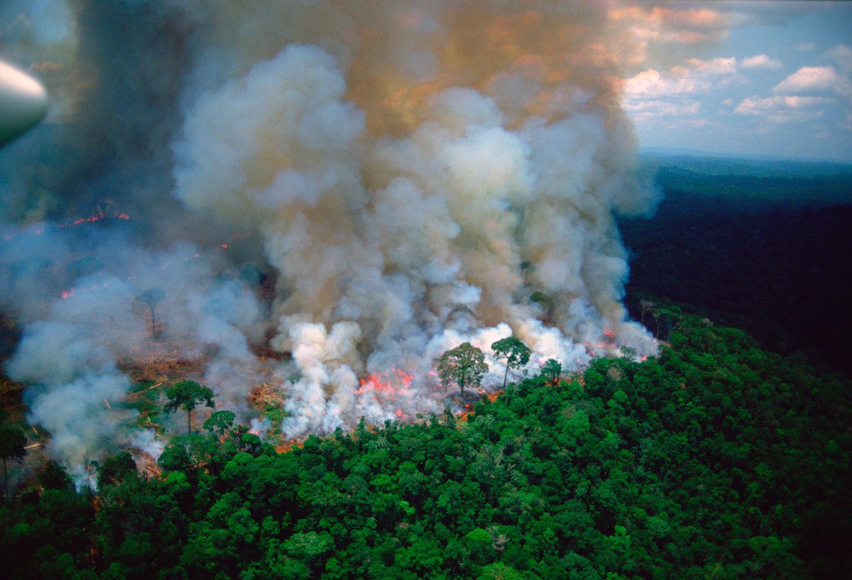 Image result for The fire in Amazon's forests G-7