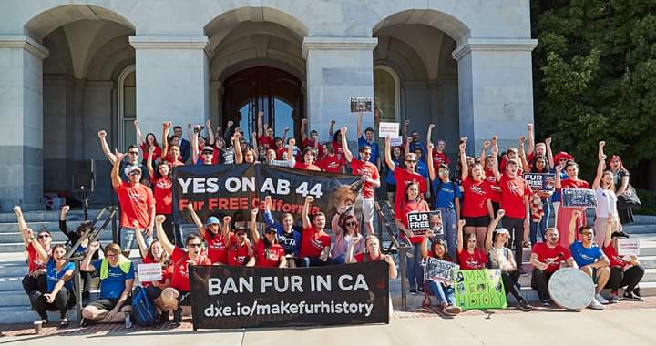DxEverywhere's tweet image. Thank you to all the activists &amp;amp;our coalition partners including @HumaneSociety, @peta, @IDAUSA, &amp;amp; others for coming to Sacramento to rally &amp;amp; lobby for the California Fur Ban!
#MakeFurHistory #AB44

Sign up here:FurIsHistory.org
California residents:DxE.io/senate